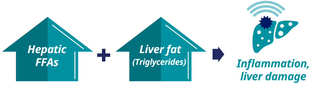 Risk for NAFLD graphic