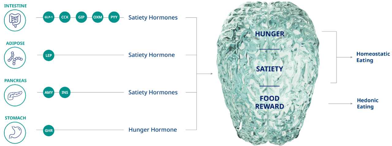 Graph depicting a team of hormones from the body, signaling to the brain affecting food intake