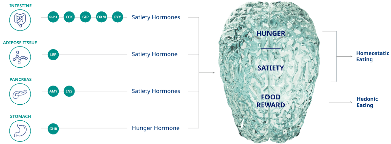 Graph depicting a team of hormones from the body, signaling to the brain affecting food intake